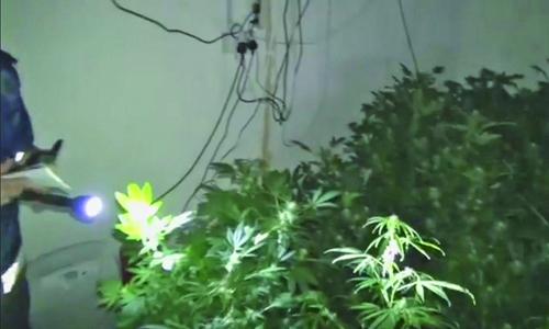 28 marijuana plants seized