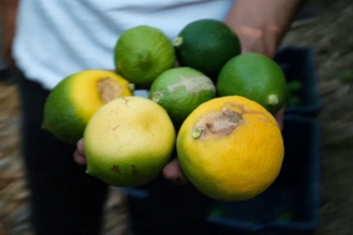 Climate Change Hits Turkey’s Citrus Farmers Hard