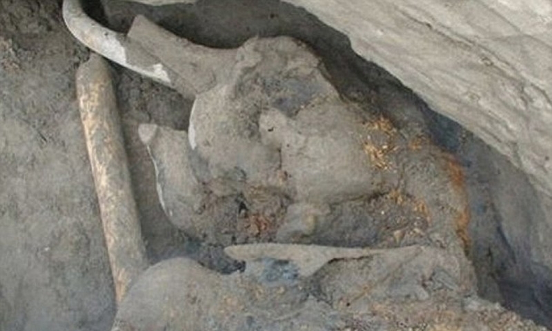 Mammoth carcass in Siberia could be of new species