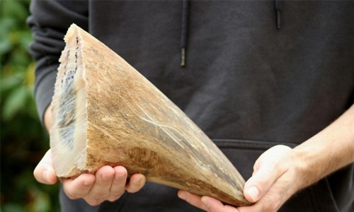 Malaysia seizes big shipment of rhino horns at airport Malaysia seizes big shipment of rhino horns at airport