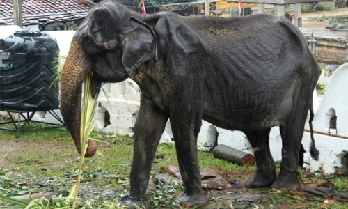 Skeletal elephant dies in Sri Lanka weeks after parade outcry Skeletal elephant dies in Sri Lanka weeks after parade outcry