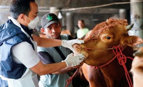 Foot and mouth disease casts shadow over Eid festival in Indonesia