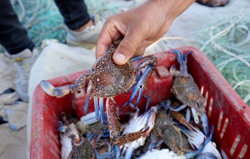 Annual crab fishing ban starts in Bahrain