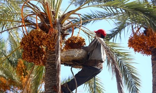 Dates to the fore as Ramadan is around the corner