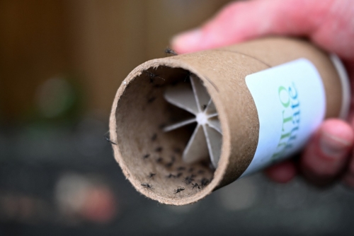 Fighting mosquitoes with mosquitoes: US firm tries new approach Fighting mosquitoes with mosquitoes: US firm tries new approach