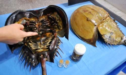 'Living fossil' crabs mysteriously dying in Japan 'Living fossil' crabs mysteriously dying in Japan