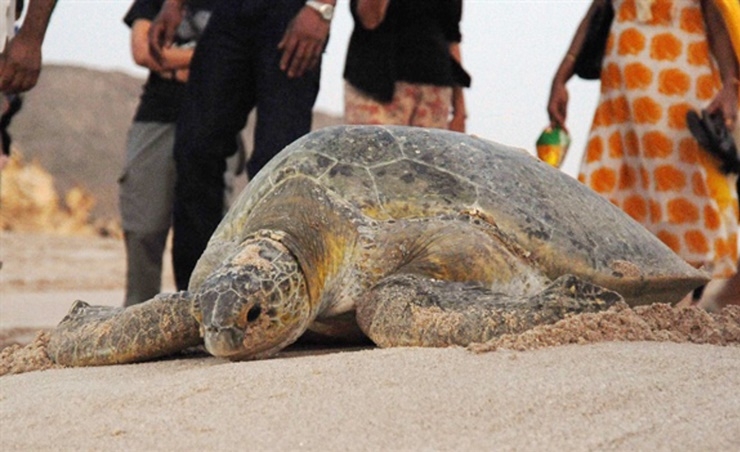 Omanis, tourists visit turtle sanctuary Omanis, tourists visit turtle sanctuary