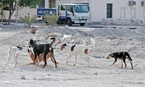 Trap on way for stray dogs in Bahrain Trap on way for stray dogs in Bahrain
