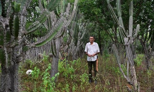 Planting giant cactus to stave off desertification in Brazil