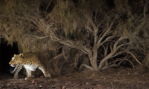 Why Iran is jailing wildlife experts? Why Iran is jailing wildlife experts?