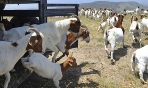 Goats save the Ronald Reagan library from wildfires