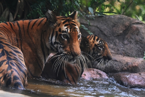 India's endangered tiger population tops 3,600