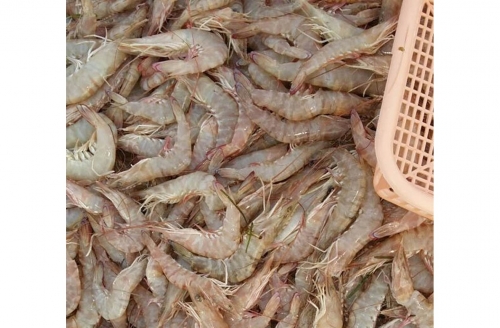 Over 1,100kg illegally caught shrimp seized in Bahrain 