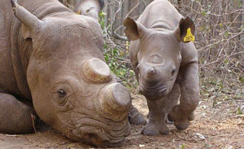 South African judge lifts domestic ban on rhino horn trade