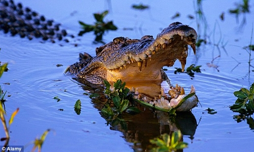 Indonesian crocodile catchers to snap up prizes Indonesian crocodile catchers to snap up prizes