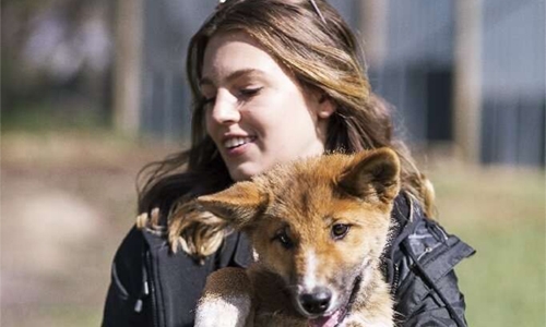 Lost pup turns out to be a rare purebred dingo Lost pup turns out to be a rare purebred dingo