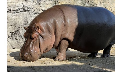 He hippo in Japan zoo turns out to be a she