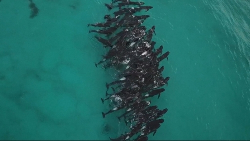 Scores of pilot whales stranded on Western Australian beach