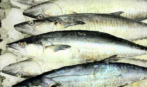 Kingfish Net Fishing Banned