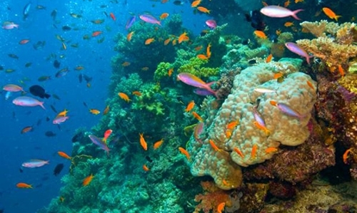 Barrier Reef at greater risk than thought Barrier Reef at greater risk than thought
