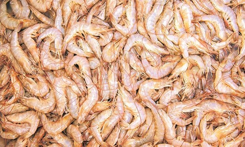 Shrimps continue to be ‘scarce’ and ‘expensive’ in Bahrain market
