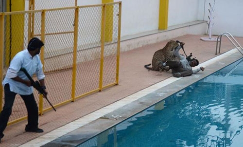 Leopard injures five at Indian school Leopard injures five at Indian school