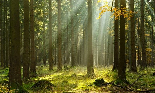 Survey finds 9,600 tree species risk extinction