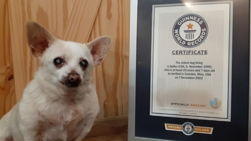 Oldest dog alive bags Guinness World Record at age 23