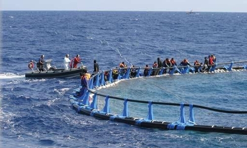 Malta navy rescues 75 migrants clinging to tuna pen