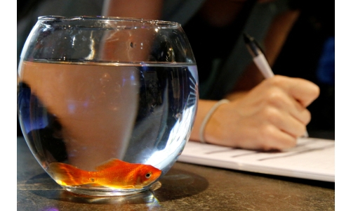 French pet care firm stops selling fish bowls - they drive fish mad