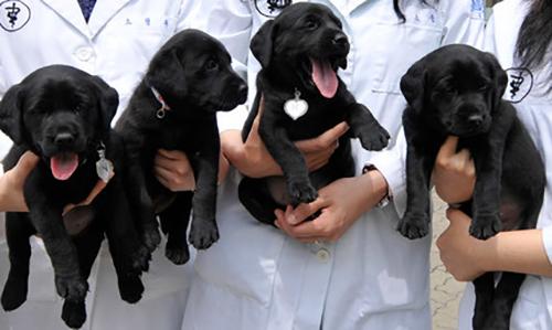 World's biggest clone factory raises fears in China World's biggest clone factory raises fears in China