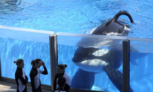 SeaWorld to stop breeding killer whales