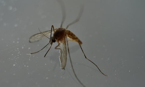 Safe sex or no sex after visiting Zika-hit areas: WHO Safe sex or no sex after visiting Zika-hit areas: WHO