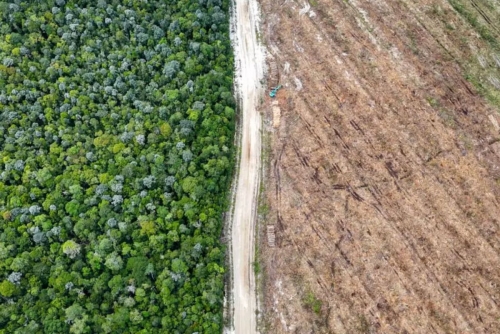 Indonesia orangutan forest cleared for 'carbon-neutral' packaging firm