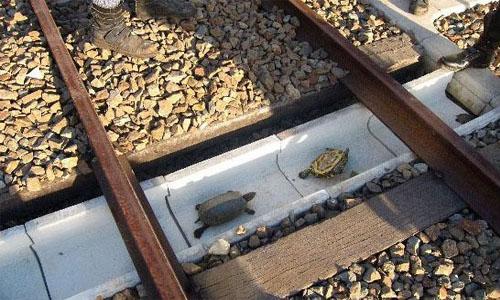 Japan train workers save turtles from grisly death