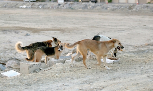 Shelve street decor to tackle stray dog menace in Bahrain, Government urged