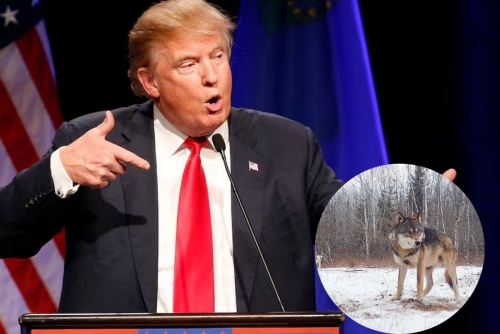 Trump Moves to Strip Protections for Wolves Trump Moves to Strip Protections for Wolves