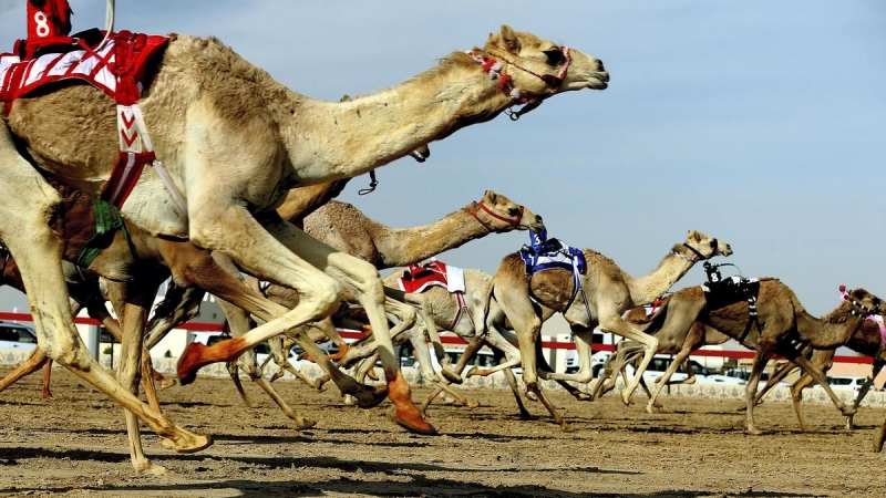 Kuwait hosts GCC camel racing tournament Kuwait hosts GCC camel racing tournament