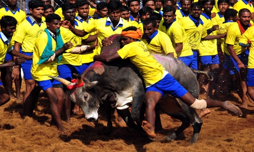 India's top court halts bull running festival