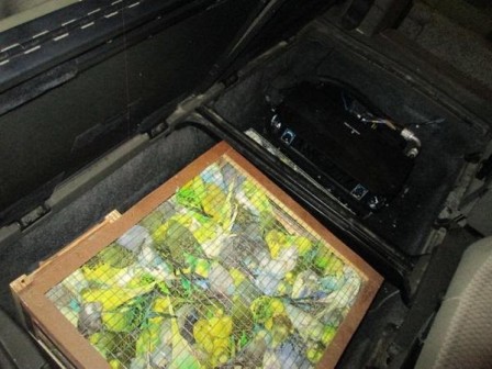 Over 2000 smuggled birds seized Over 2000 smuggled birds seized