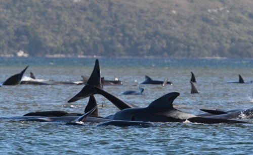 One-third of 270 whales stranded at Australia's Tasmania likely dead