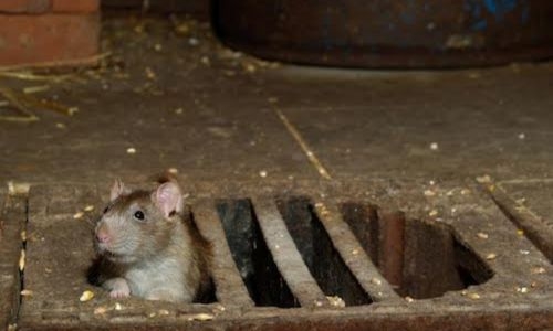 Bahrain residents warn of impending health crisis as rodents continue to multiply