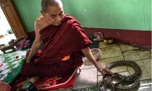 Myanmar Buddhist temple now a nirvana for snakes