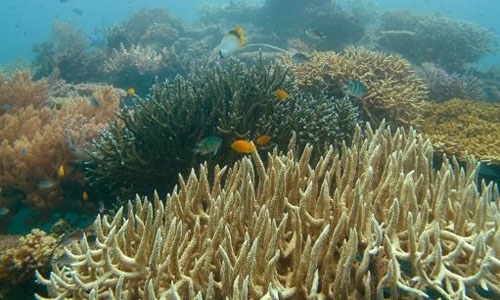 Japan launches study into suspected Chinese coral poaching
