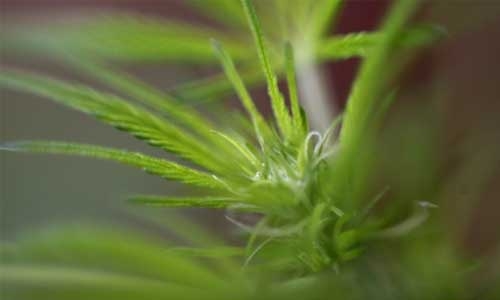Cannabis museum opens in pot-friendly Uruguay