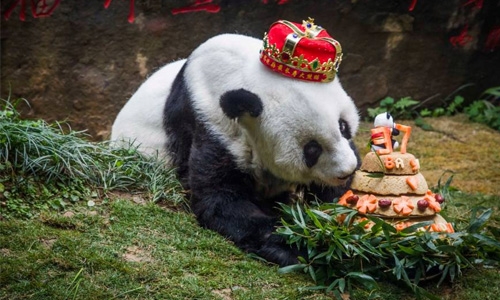 World's oldest panda dies aged 37 in China