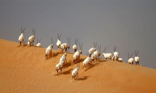 Oryx gets a home in Oman