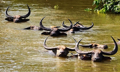 Lions suspected in drowning of 400 buffaloes in Botswana