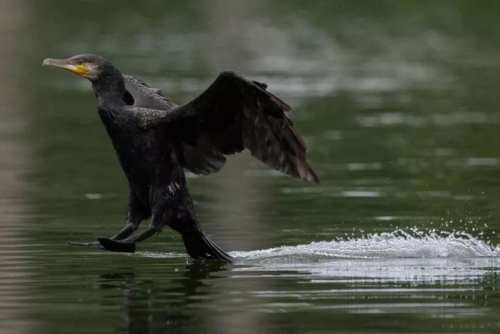 Europe Weighs Cormorant Cull as Fish-Eating Bird Sparks Growing Dispute Europe Weighs Cormorant Cull as Fish-Eating Bird Sparks Growing Dispute