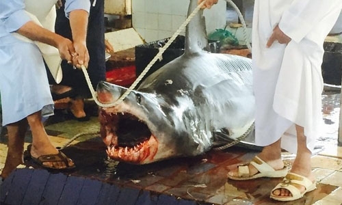Shark leaps to death on Emirati fishing boat